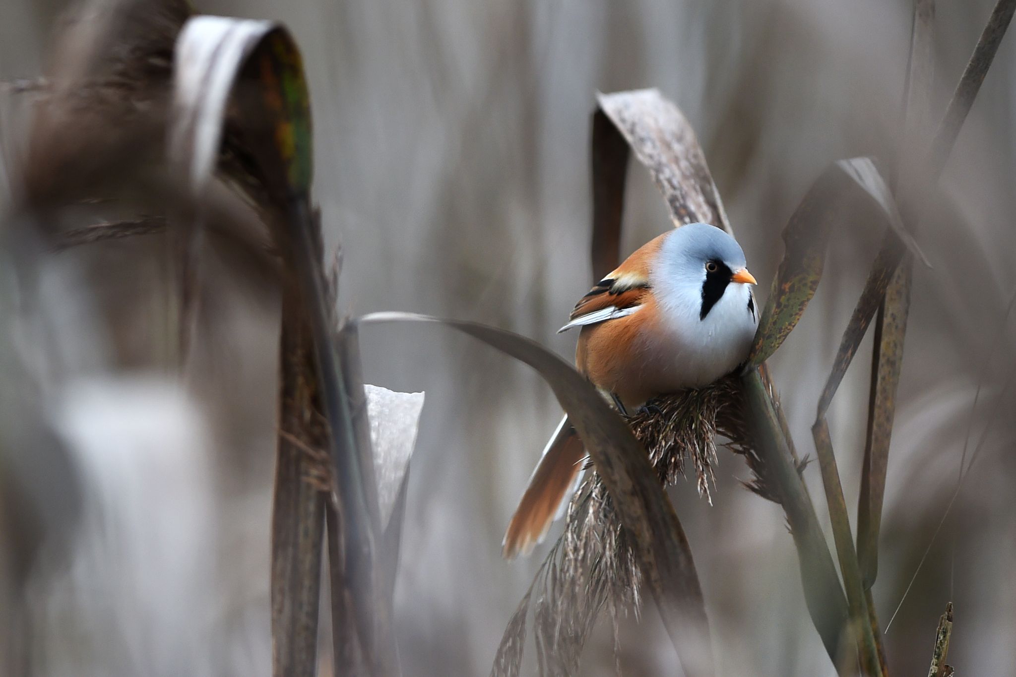 Bartmeise siedelt sich langsam wieder in Rheinland-Pfalz an. (Archivbild)
