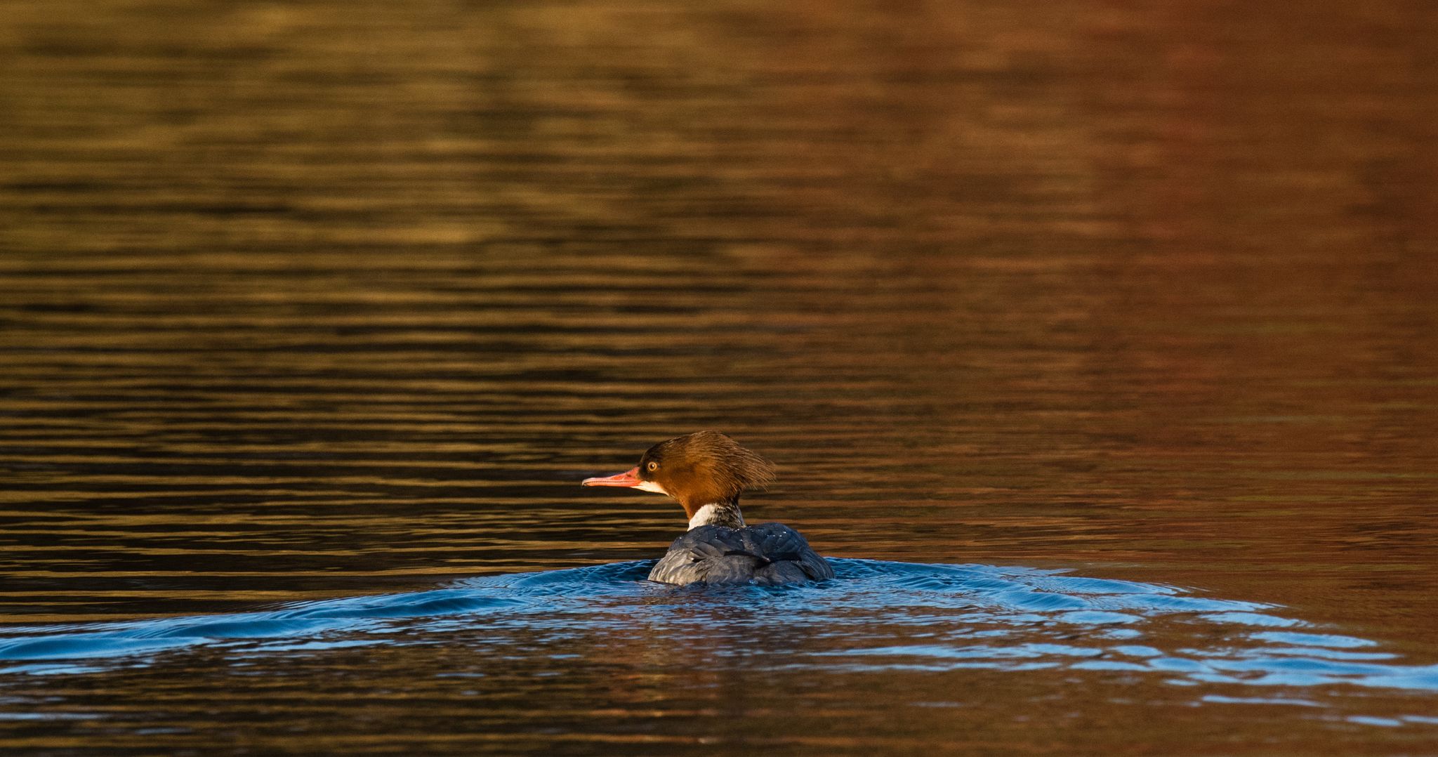 Der Gänsesäger brütet wieder in Rheinland-Pfalz. (Archivbild)