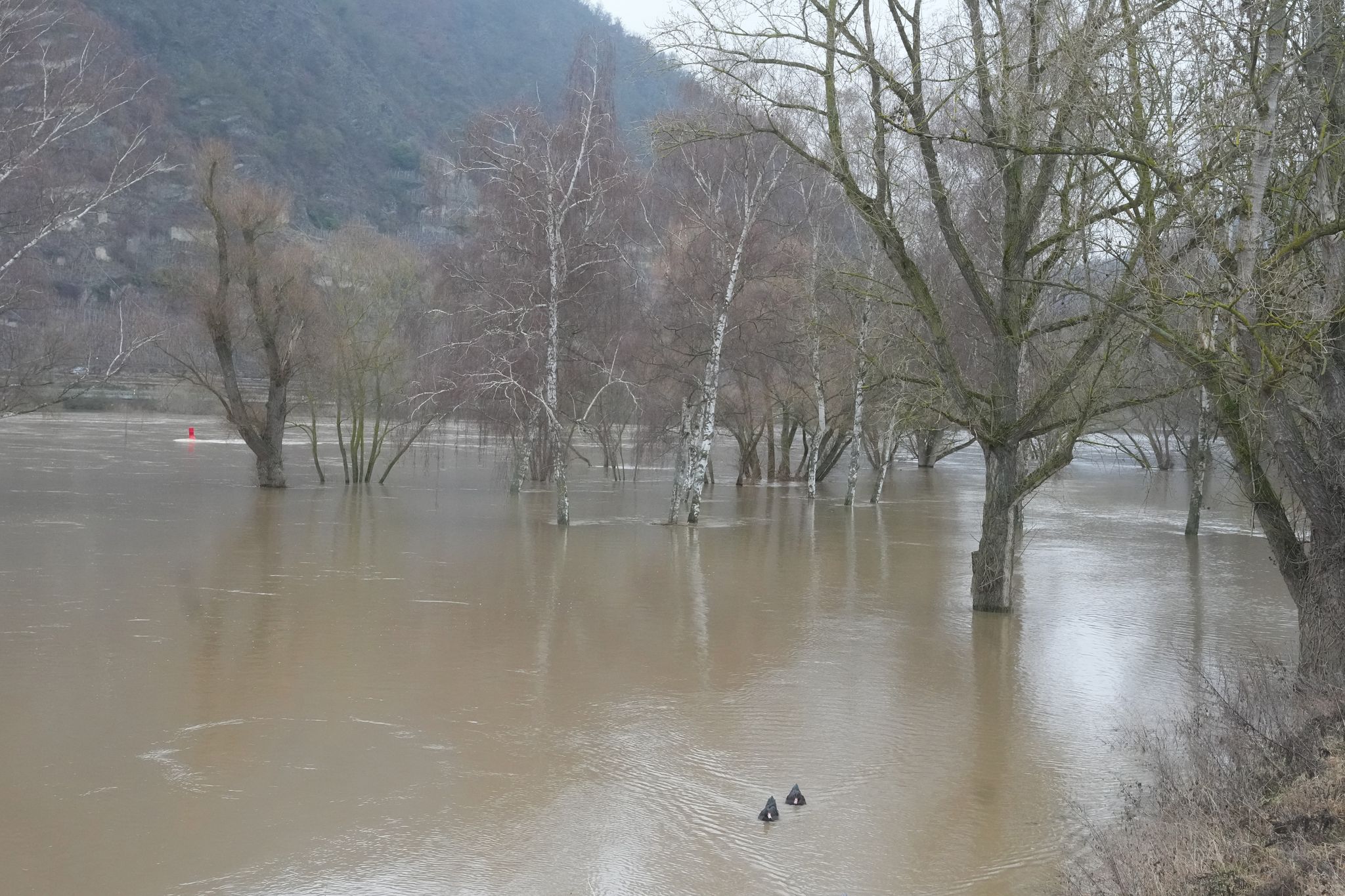 Am Pegel Trier sinkt das Wasser wieder