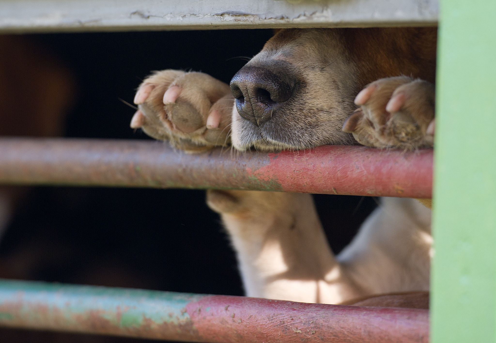 Das aus Russland stammende Tier war in Quarantäne gebracht worden. (Symbolbild)