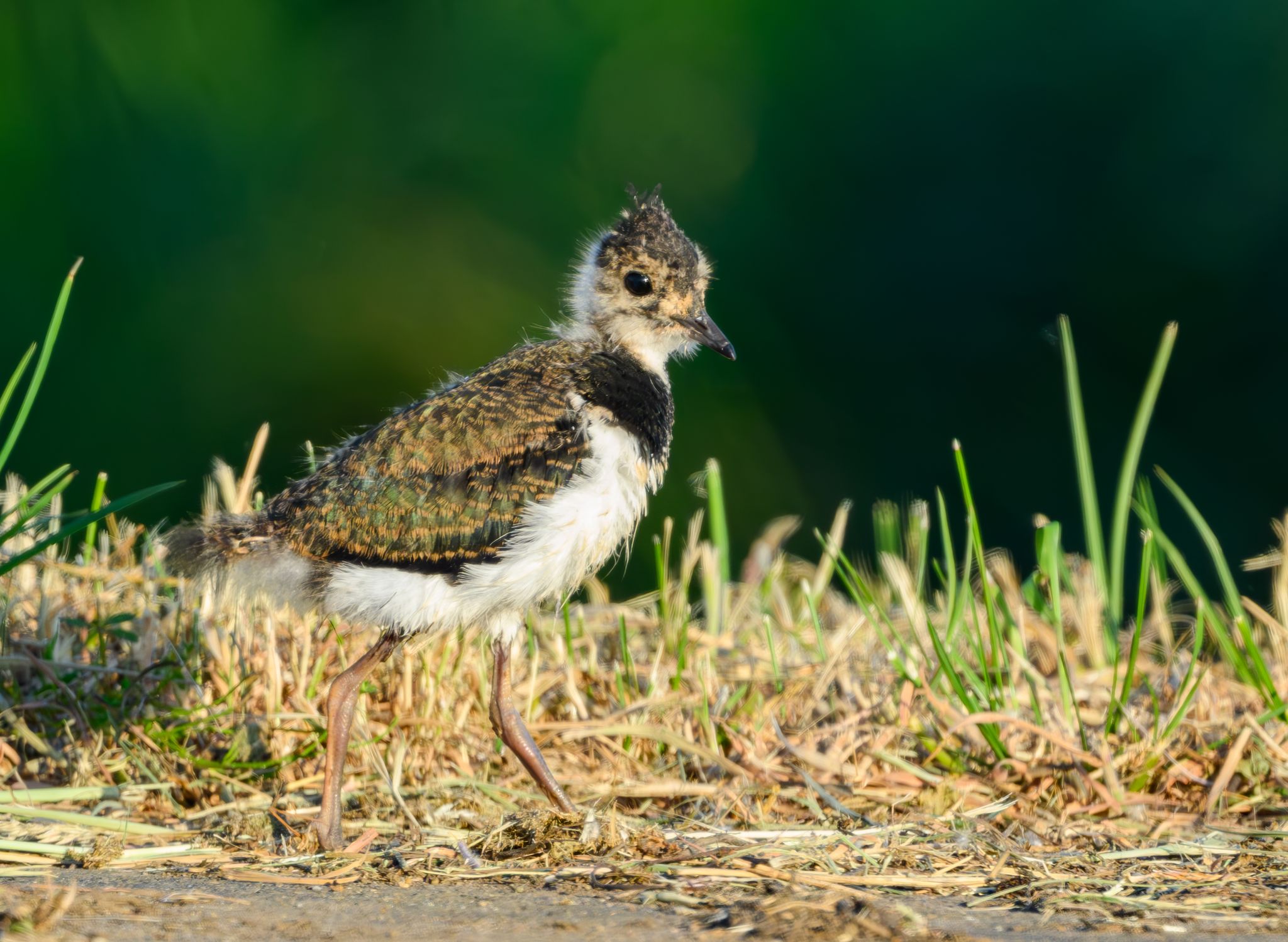 Der Kiebitz gilt in Rheinland-Pfalz nach der Roten Liste als vom Aussterben bedroht. (Archivbild) 
