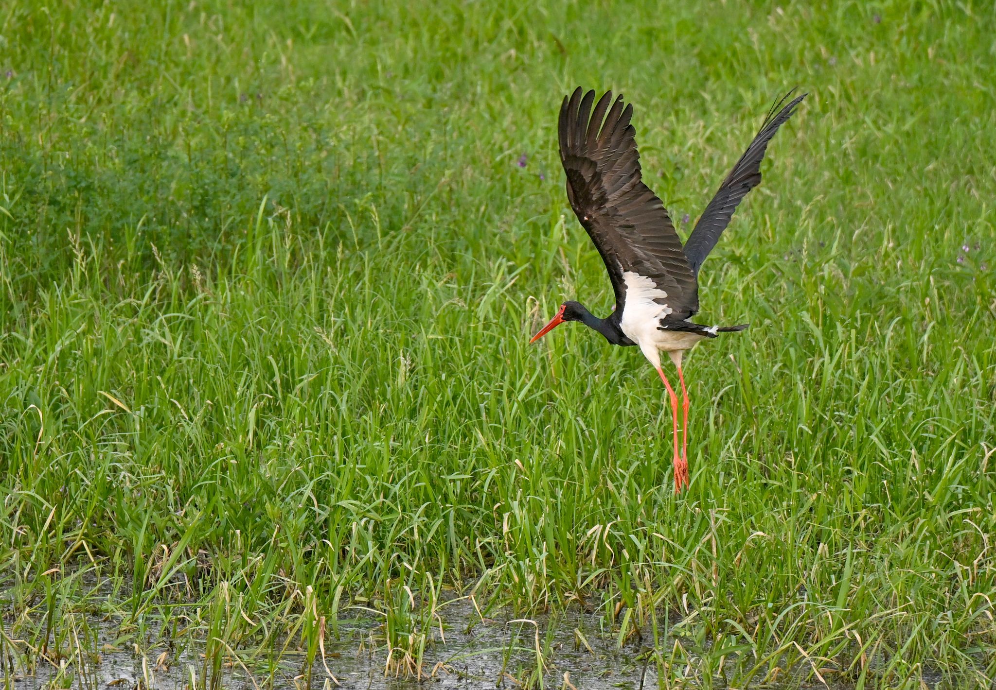 Der störungsempfindliche Schwarzstorch lebt im Vogelschutzgebiet Ahrgebirge. (Archivbild)