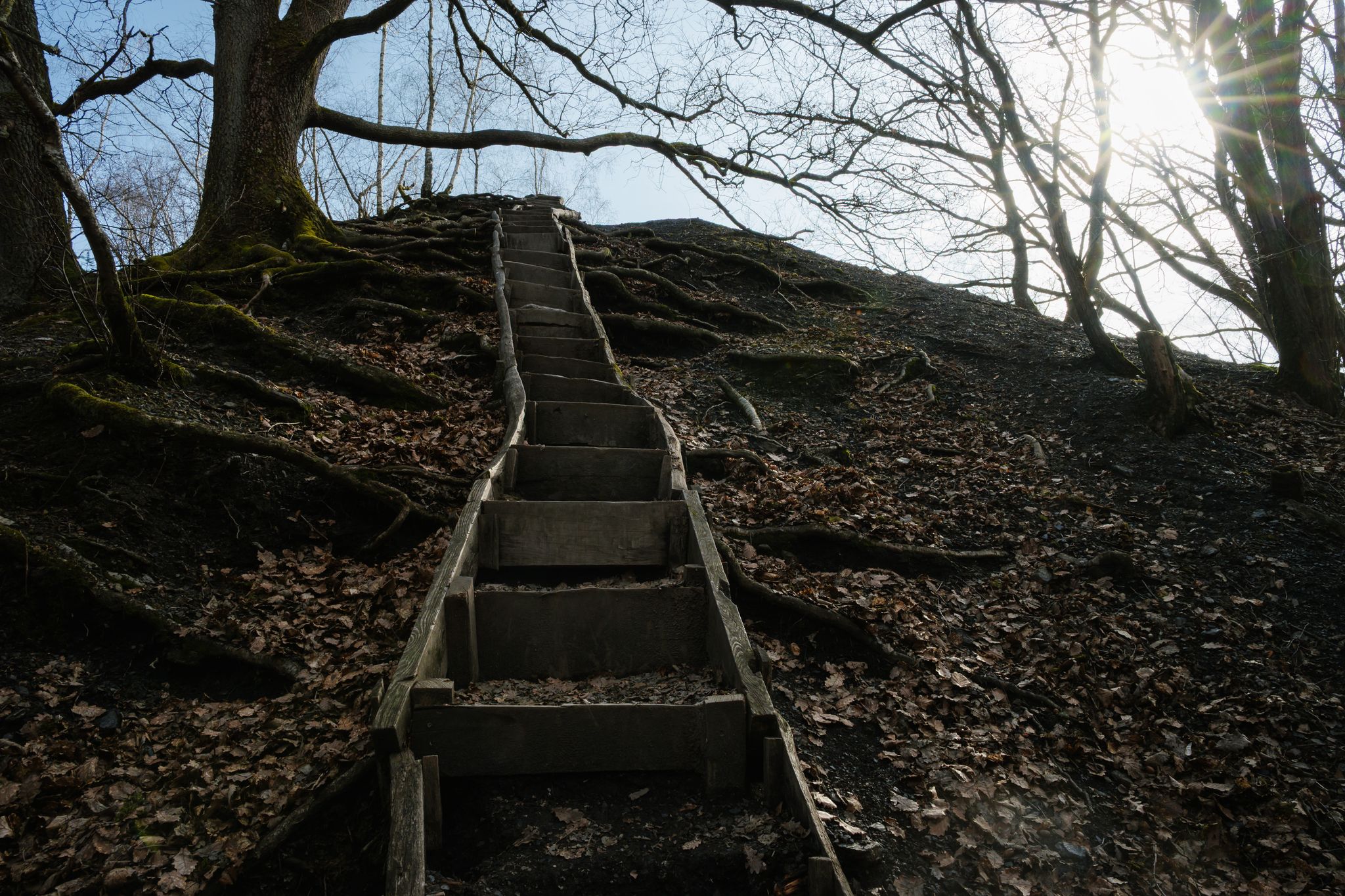 Der Aufstieg lohnt sich aus vielen Gründen im sogenannten Urwald vor den Toren der Stadt in Saarbrücken. Der Bund Deutscher Forstleute lobte das Zusammenspiel von Walderhaltung und Möglichkeiten der Naherholung. 