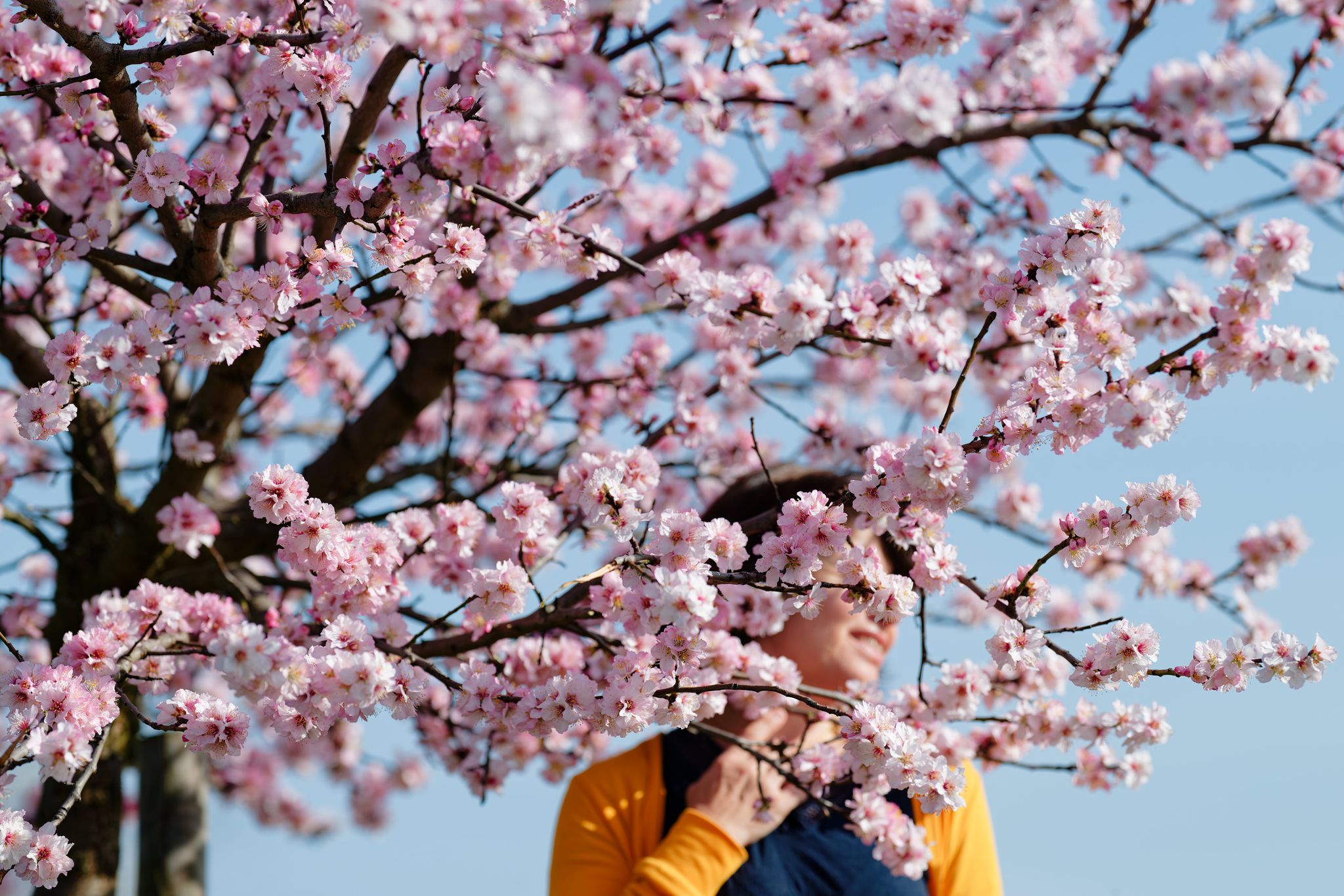Jedes Jahr bestaunen zahlreiche Besucher die Mandelblüte. (Symbolbild)