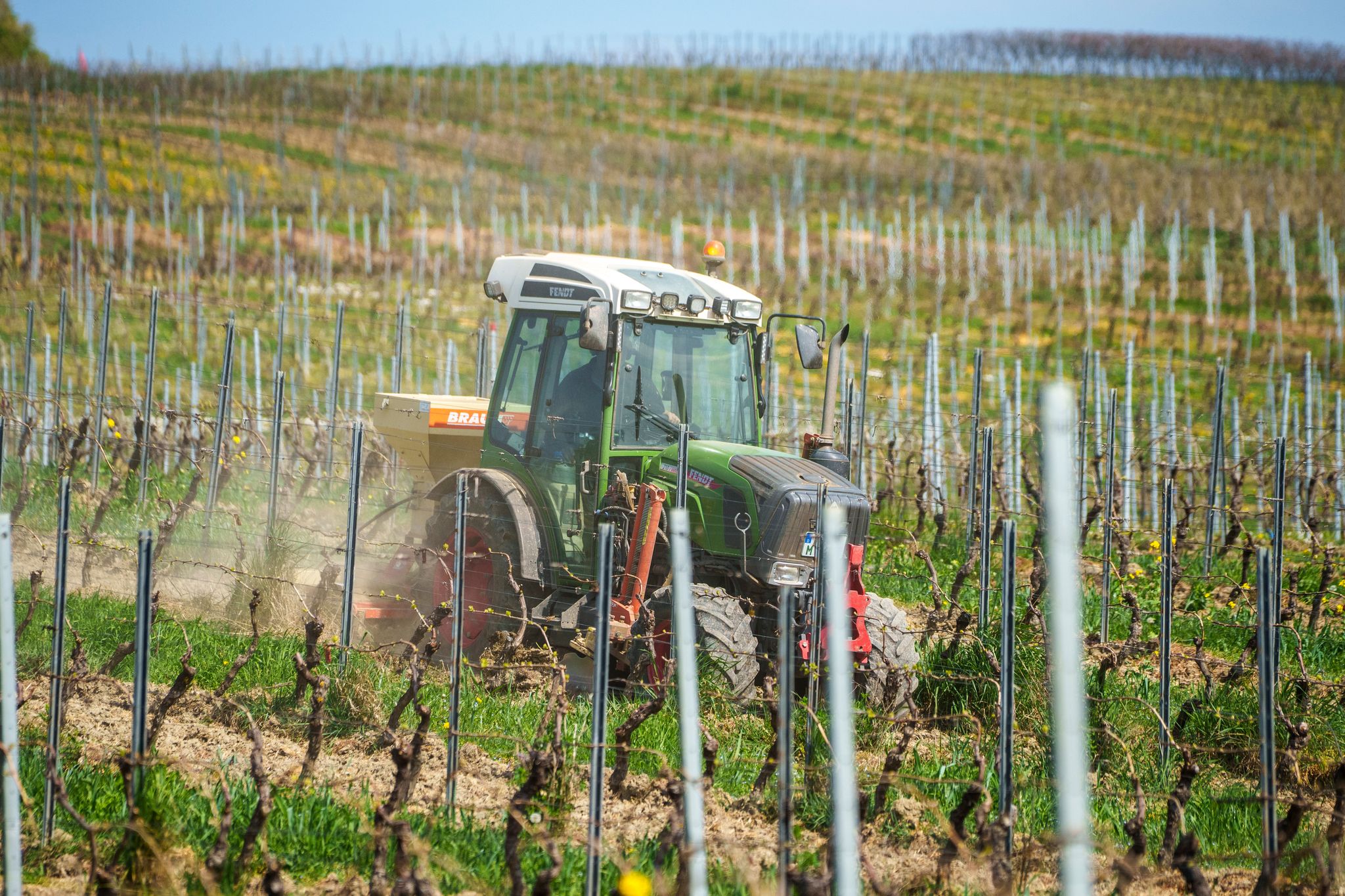 Es gibt ganz unterschiedliche Mischungen für Blühstreifen. 