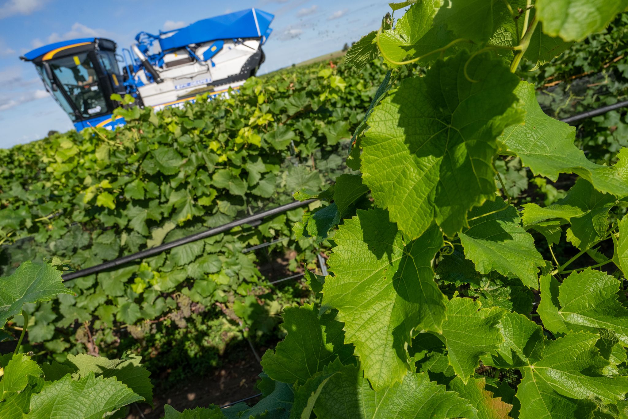 Piwis sind in Norddeutschland besonders gefragt. (Archivbild)