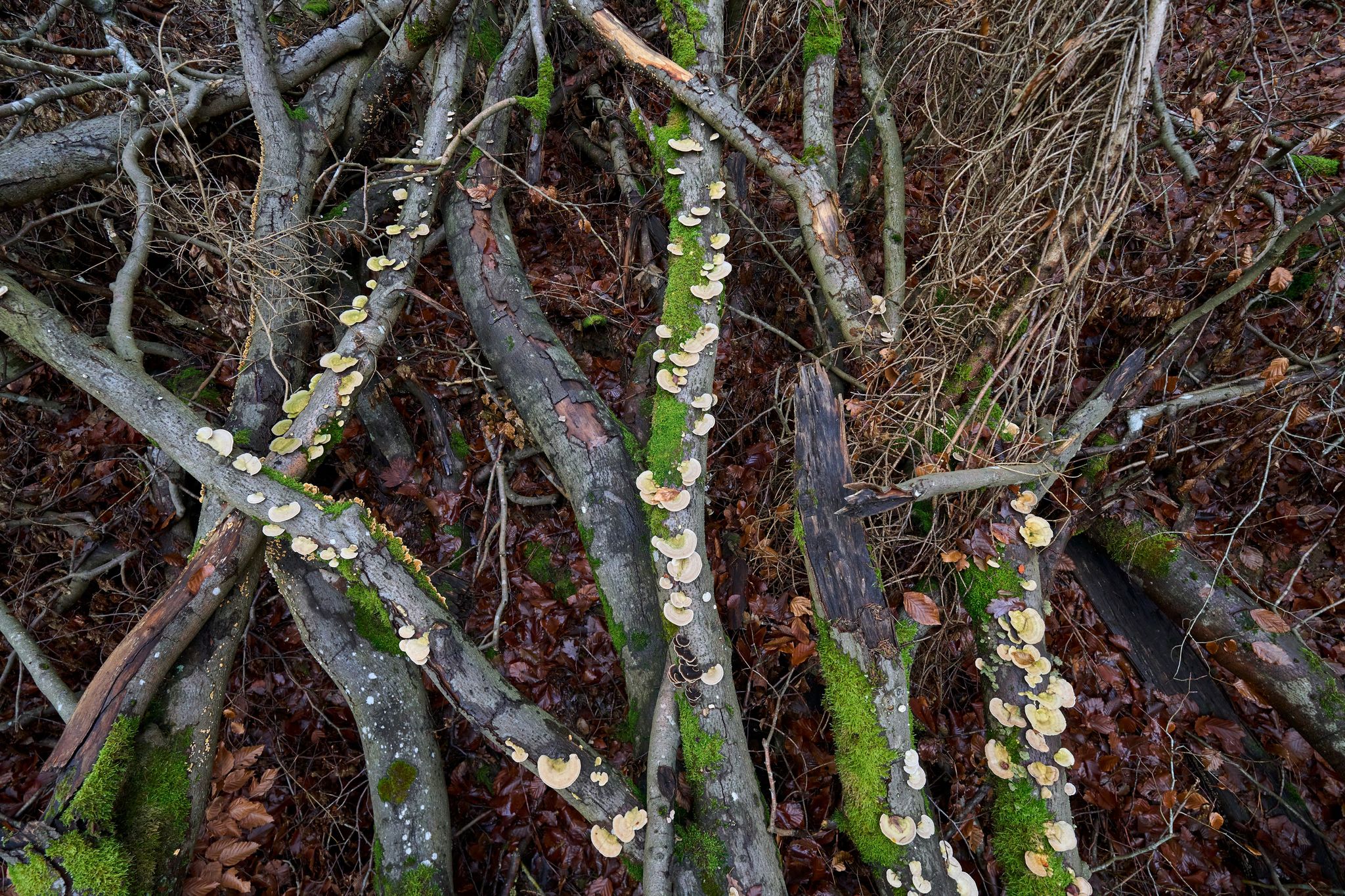 Gerade in Laubholzwäldern gibt es laut Experte viel Totholz (Symbolbild)
