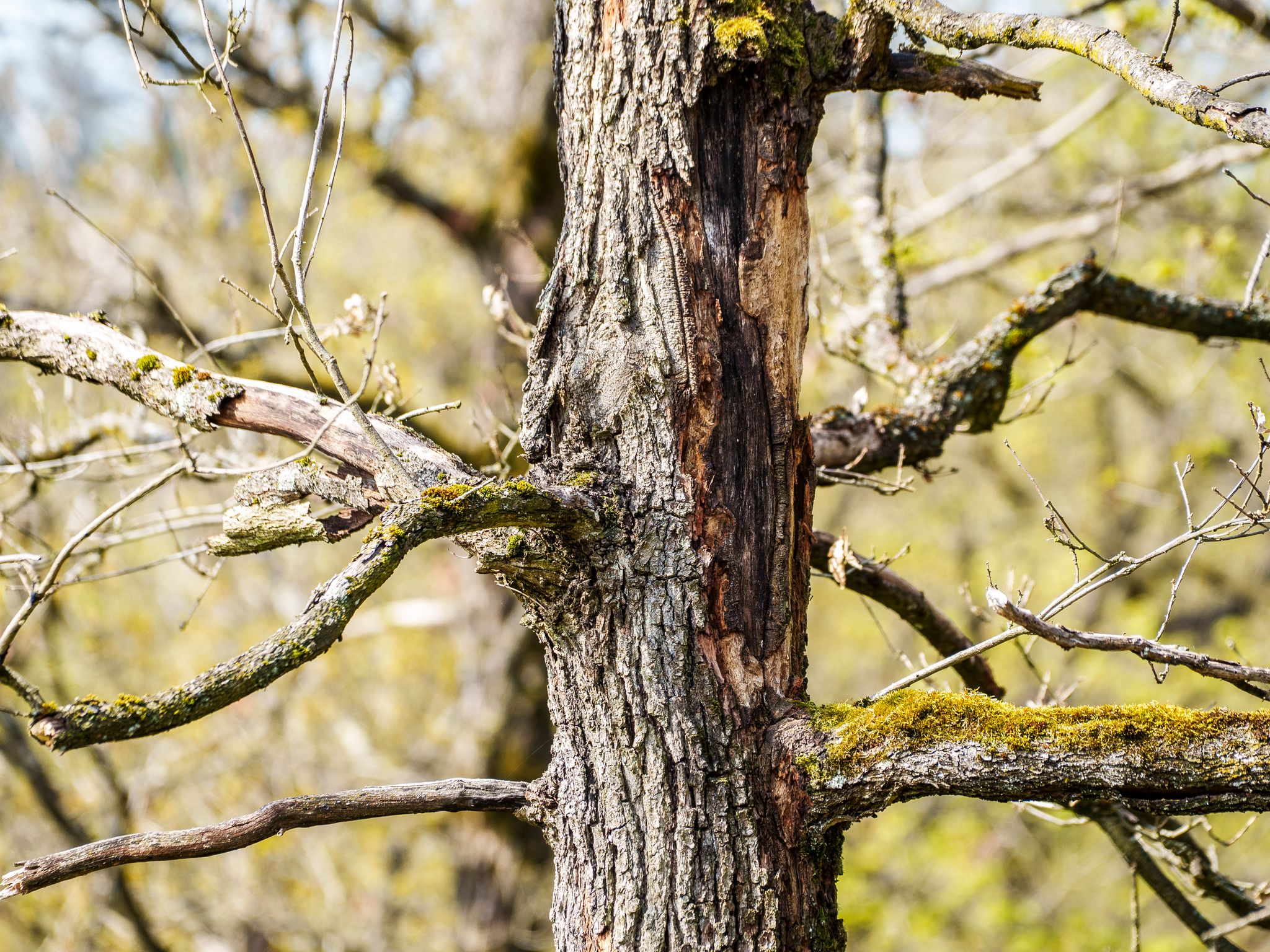 Die Bäume leiden unter Trockenheit und Hitze. 