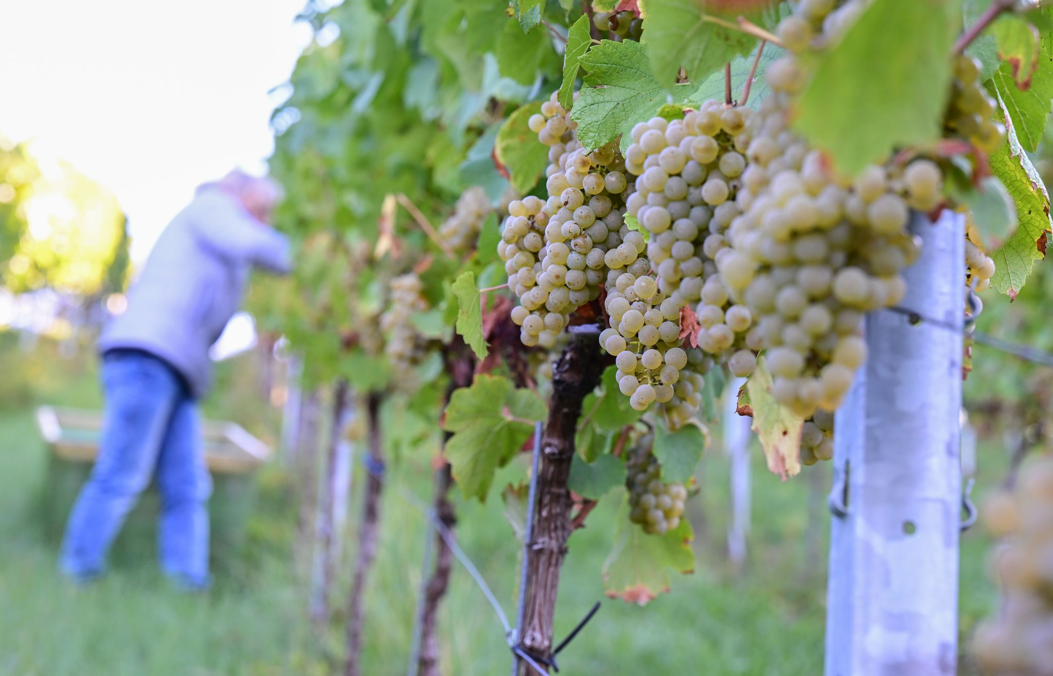 Der Chardonnay-Anbau hat 2025 unter den konventionellen Rebsorten am stärksten zugelegt. (Archivbild)
