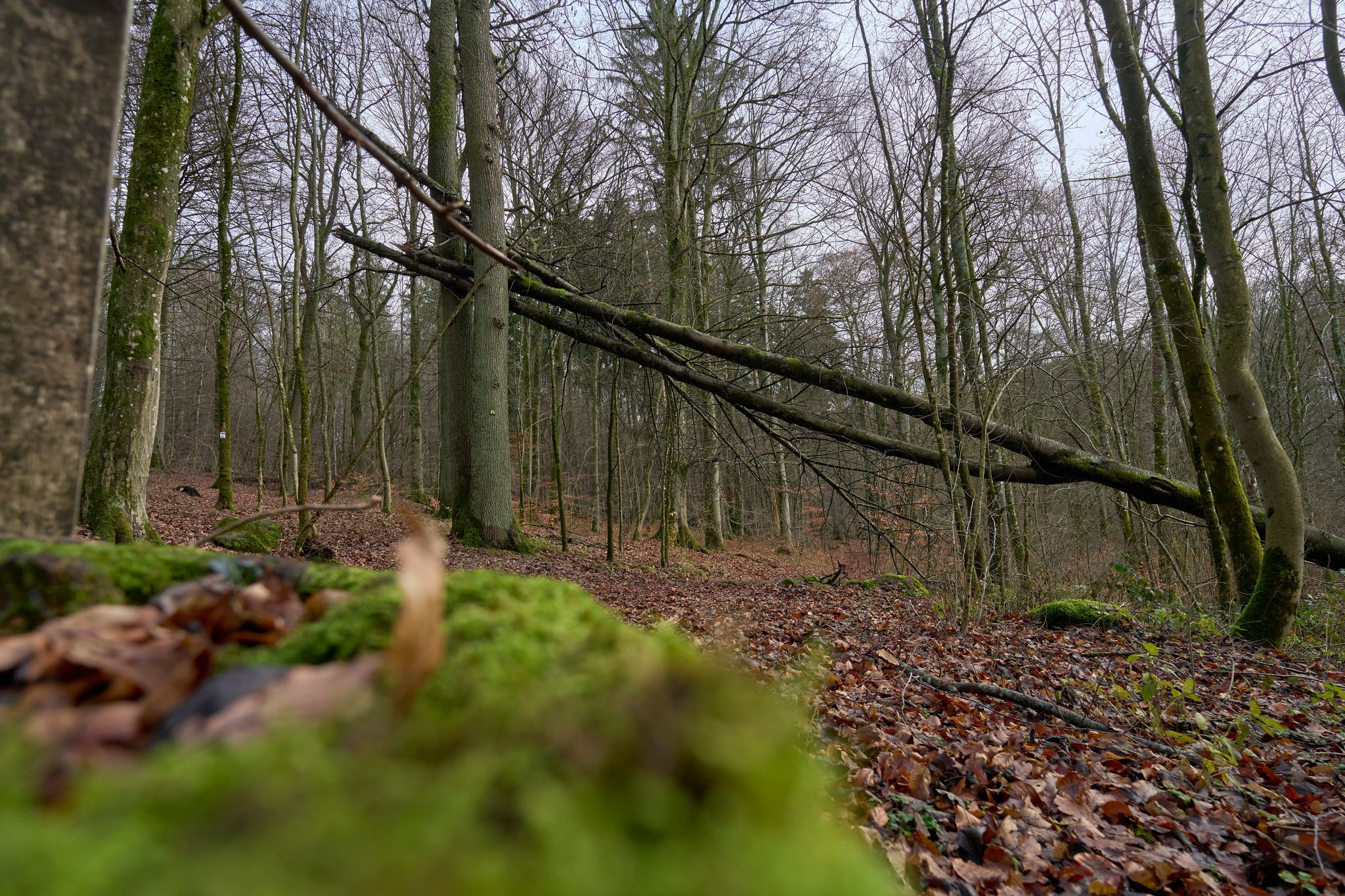 Ein Experte rät, bei stärkerem Wind den Wald zu meiden (Symbolbild)