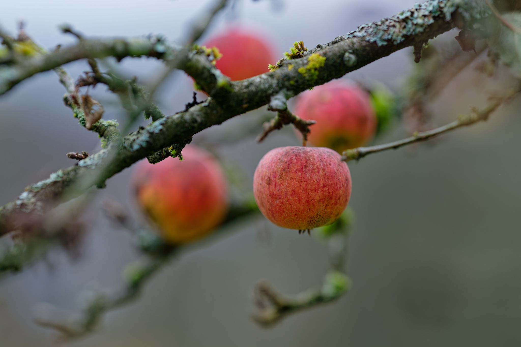 Im vergangenen Jahr hingen so viele Äpfel an Bäumen, dass diese vorzeitig geschüttelt oder die Früchte gepflückt werden mussten, damit nicht Äste brechen oder gar Bäume umstürzen. (Archivfoto) 