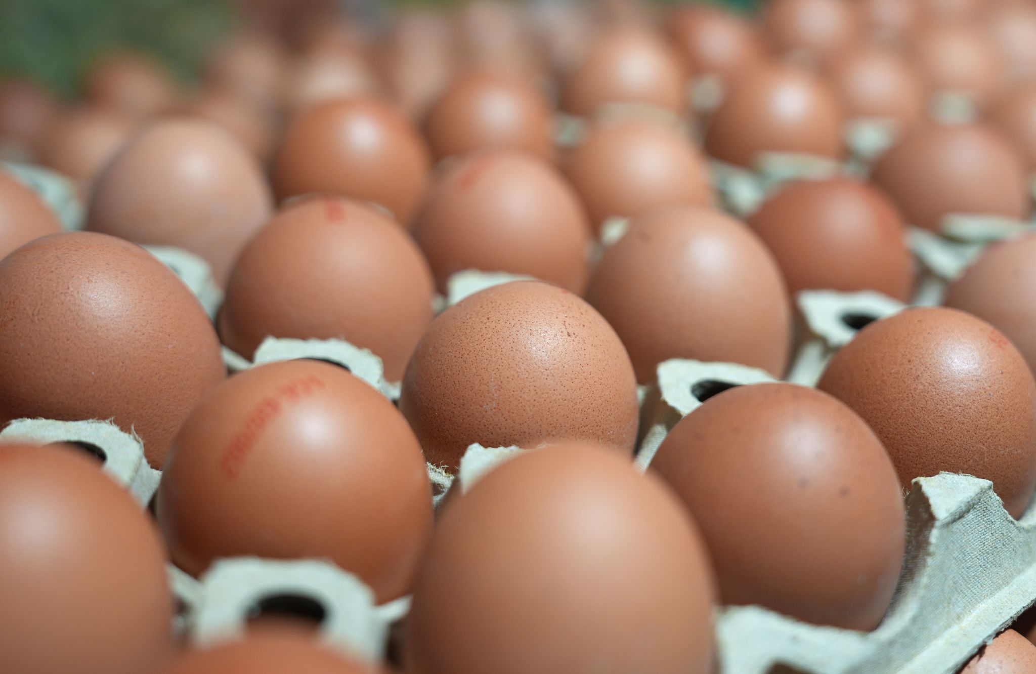 Für die Eierlage in Schönecken in der Eifel müssen vorab 104 Eier gesammelt werden. (Symbolfoto)