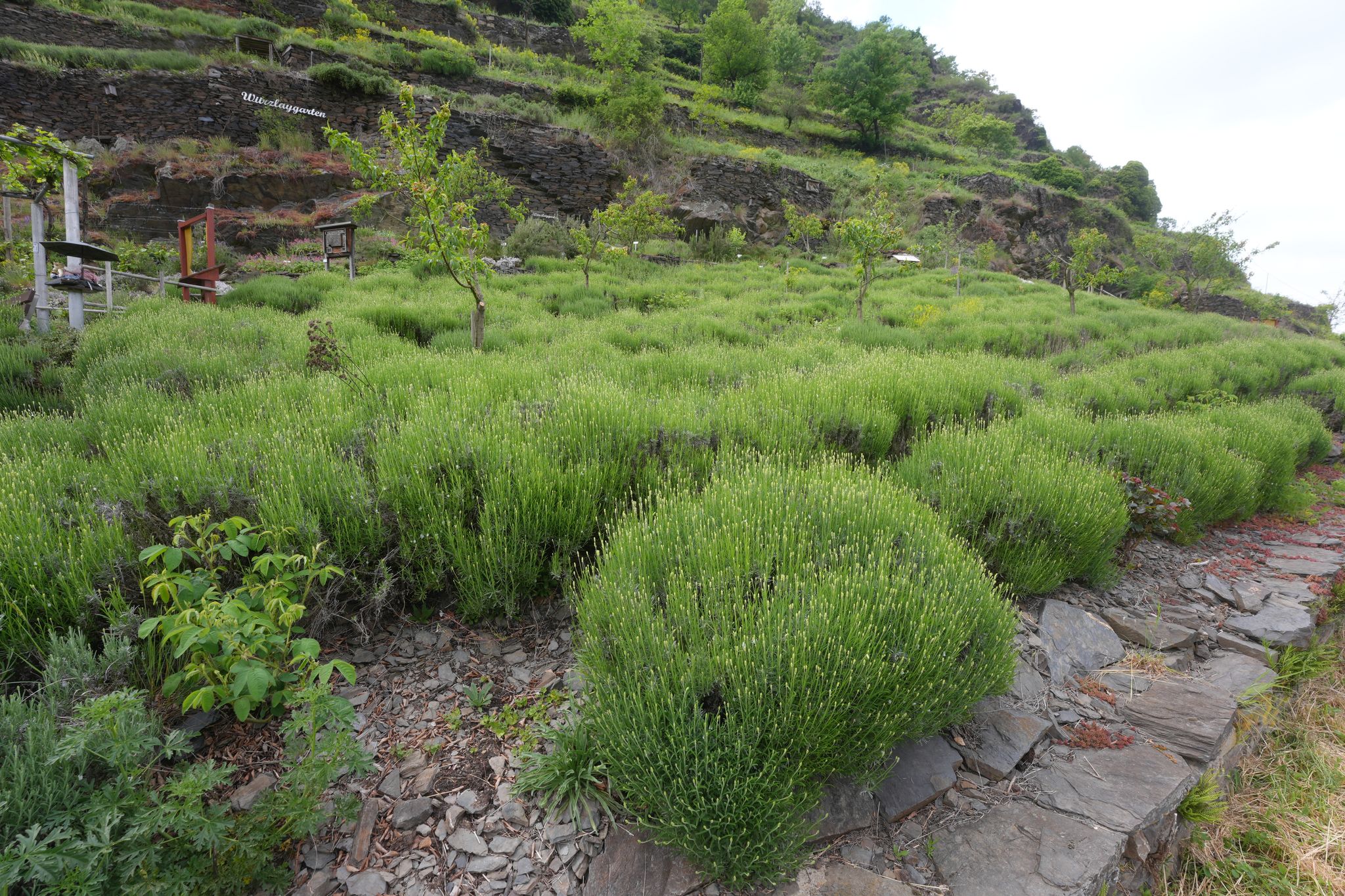 Neue Nutzung: Lavendel und Kräuter werden auf einer brachliegenden Weinbergsfläche in der Lage «Lehmener Würzlay» an der Mosel angebaut.