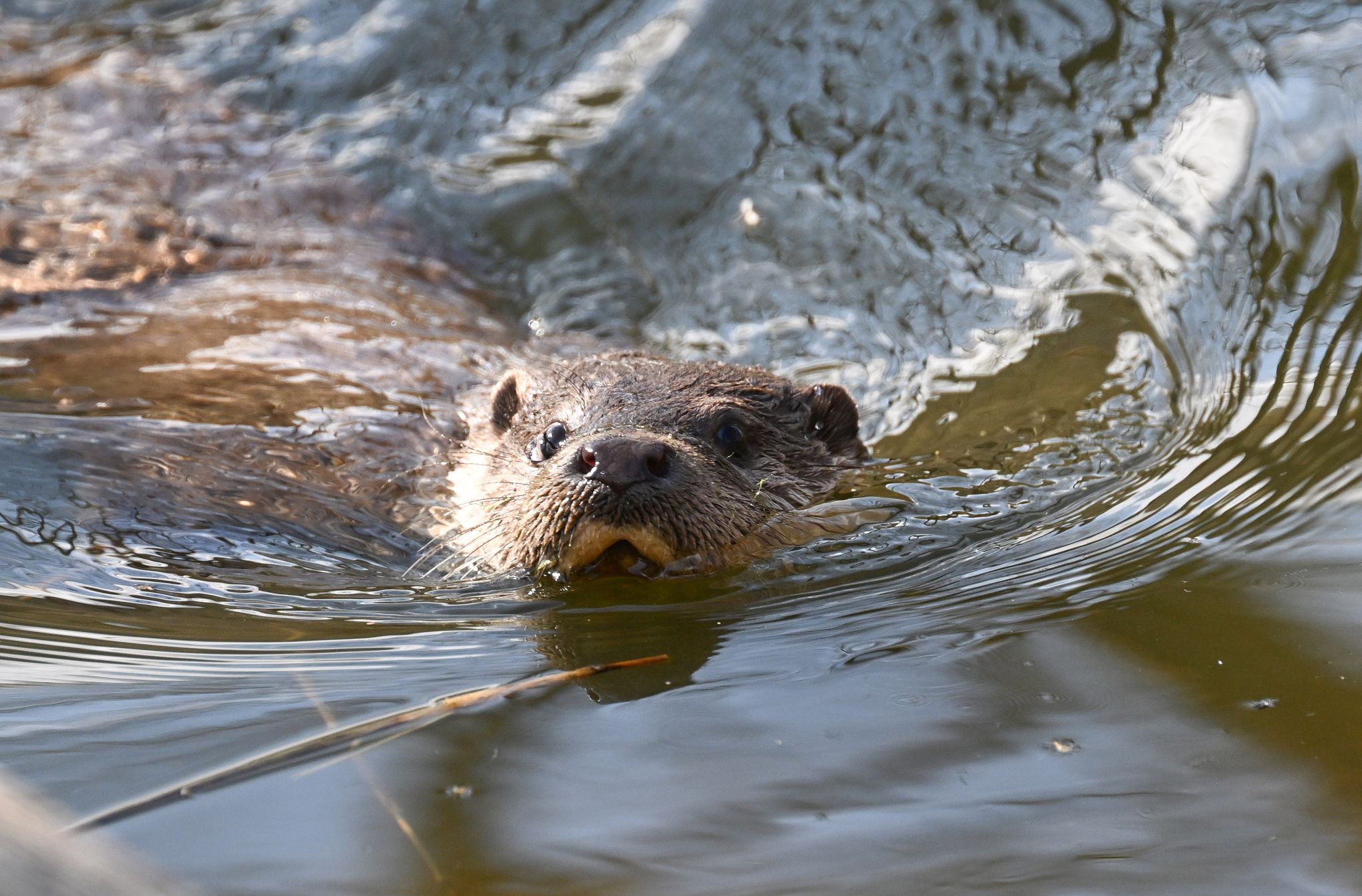 Macht sich der Otter im Saarland wieder rar? (Symbolbild)