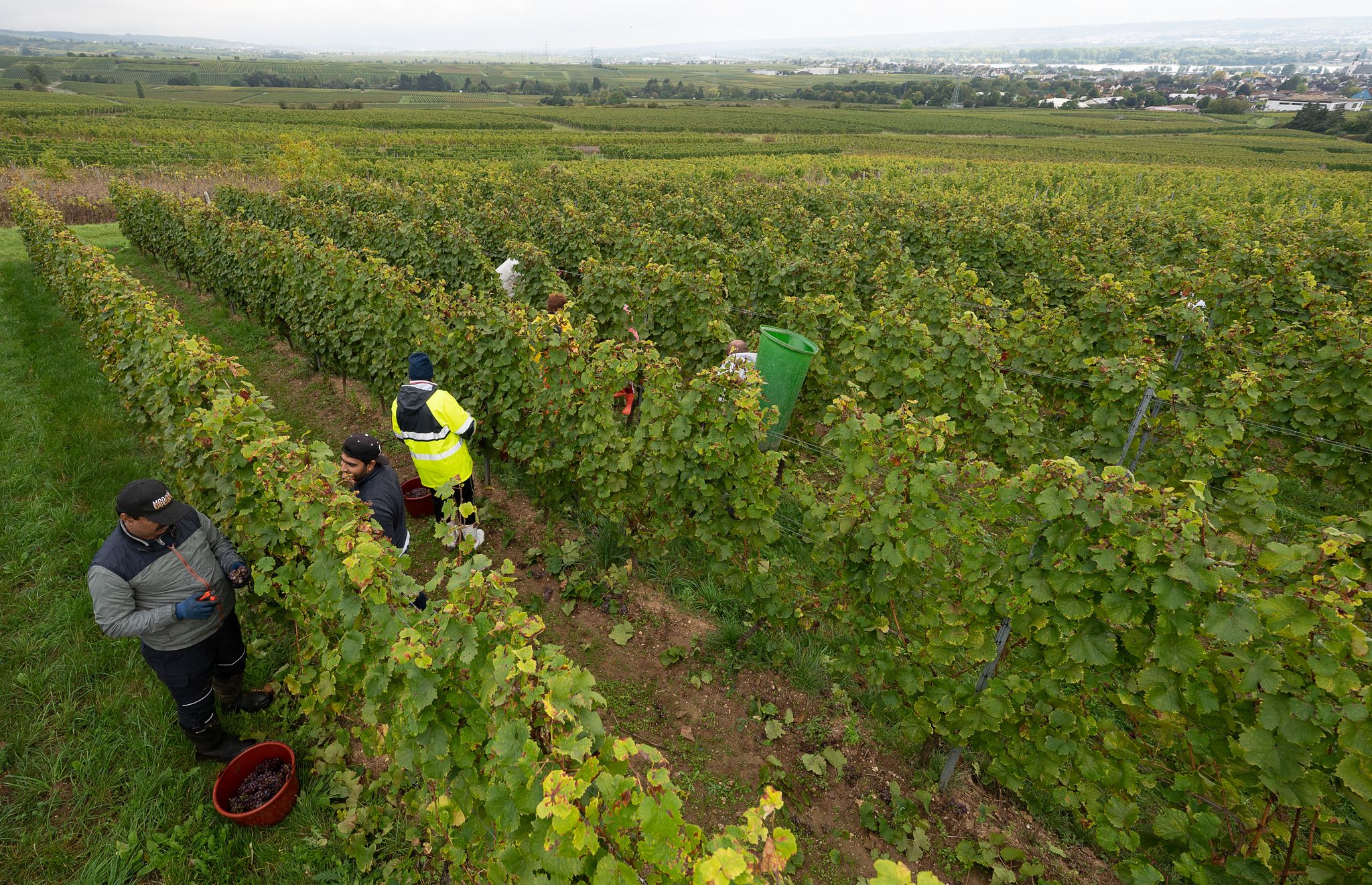 Flachlagen im Weinbau sind leichter zu bewirtschaften als Steillagen - aber auch hier gibt es viel Handarbeit.