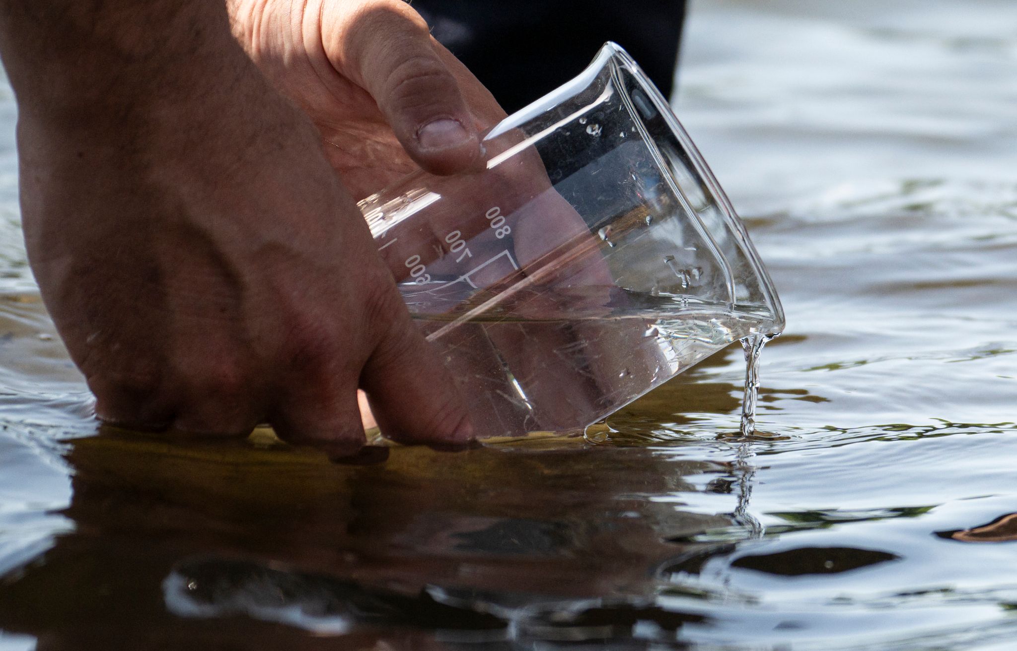 Bei einem offiziellen Termin wurden 50.000 Maifischlarven im Rhein ausgesetzt.