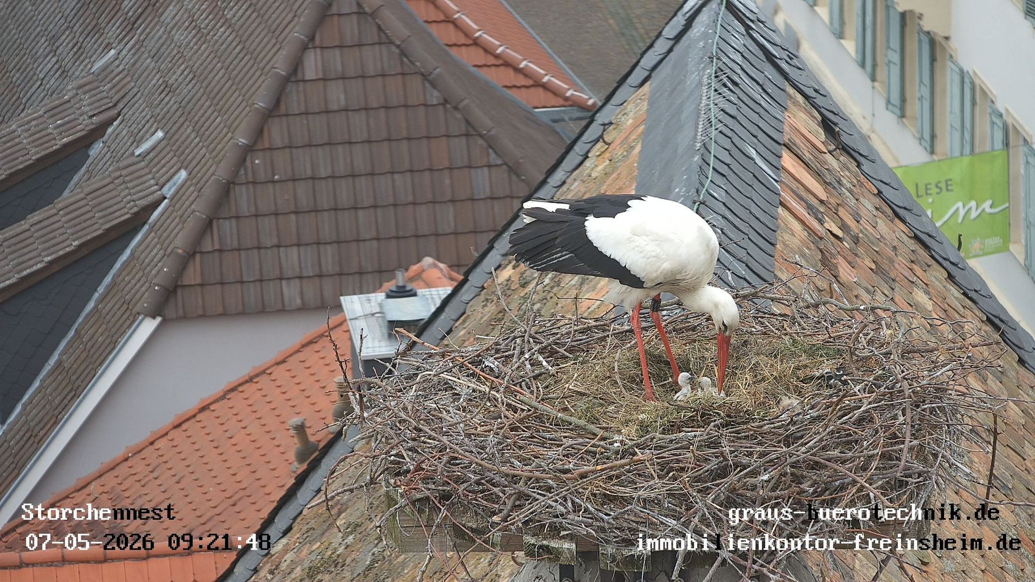 Die Jungvögel sind erst wenige Tage alt.