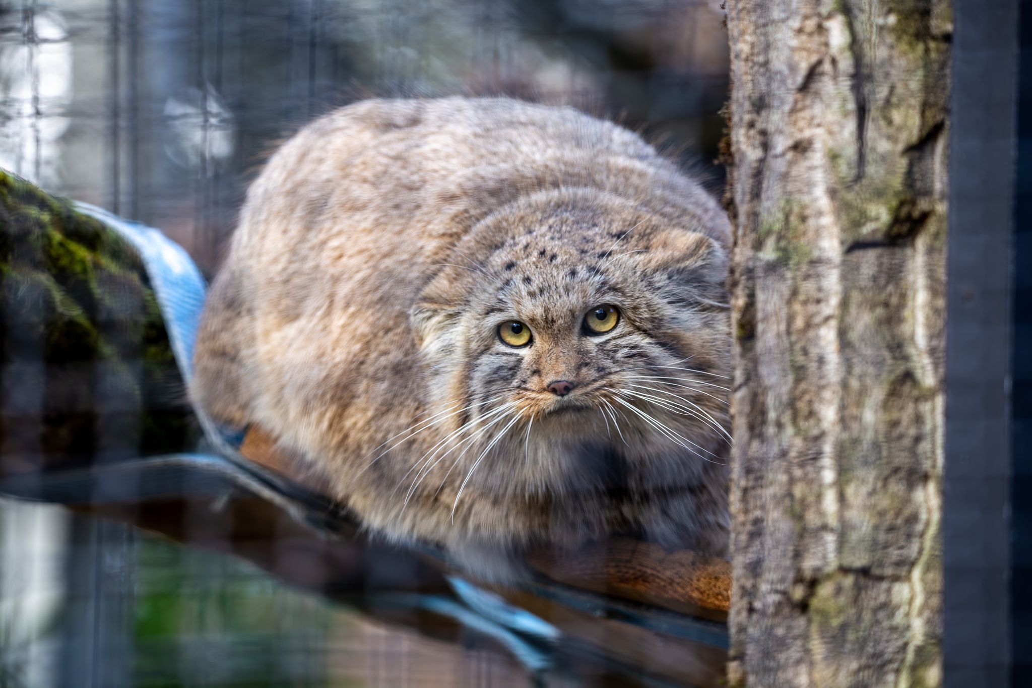 Eine Manul-Katze sitzt in Neuwied im Gehege. (Archivbild)