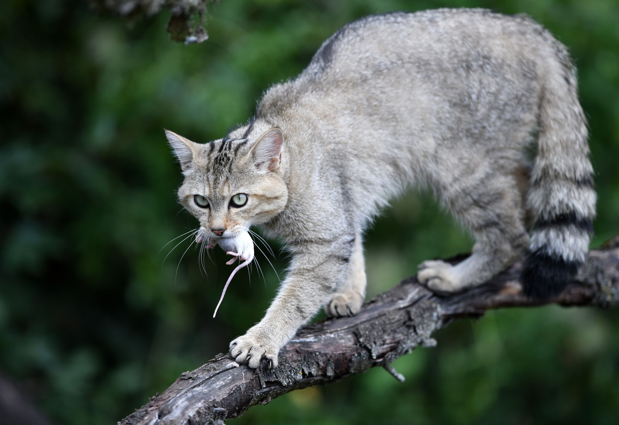 Mäuse zählen zur bevorzugten Beute von Wildkatzen. (Archivbild)