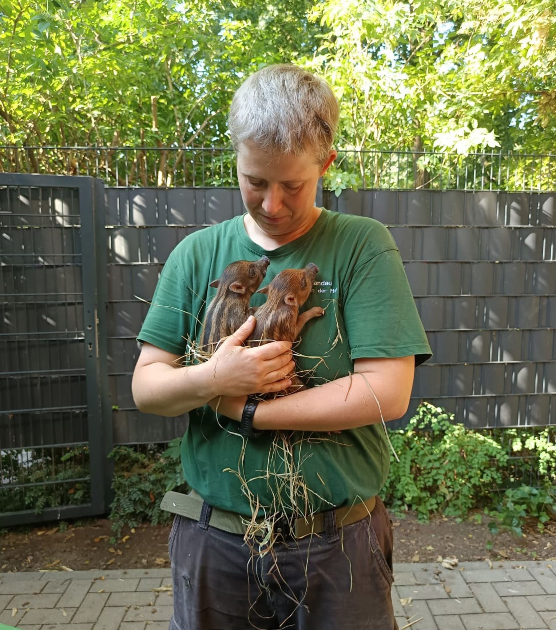 Bei den Visayas-Mähnenschweinen im Zoo in Landau in der Pfalz gibt es gleich mehrere neue Ferkel.