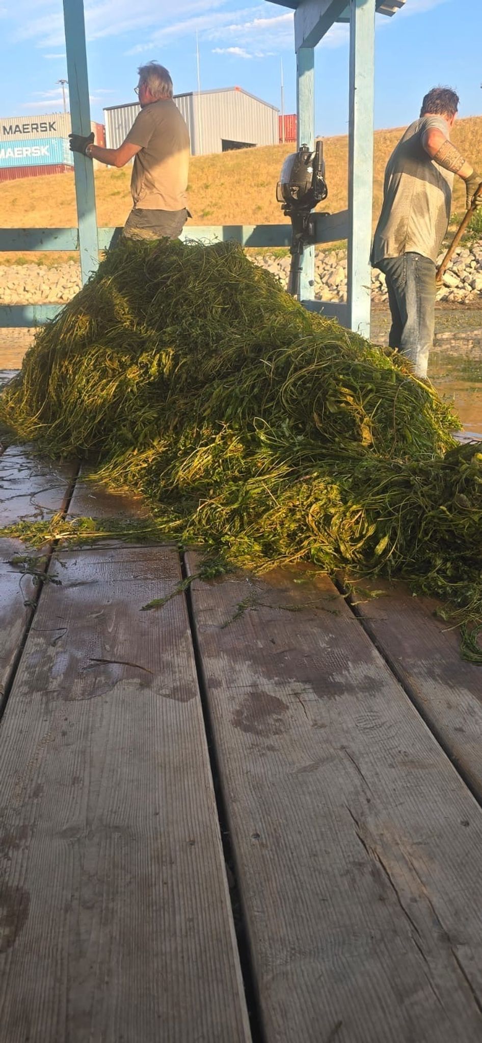Im Hafen Germersheim wurden in diesem Jahr schon viele Wasserpest-Pflanzen aus dem Wasser geholt, auch hier bereitete das Grün Vereinen Kopfzerbrechen.