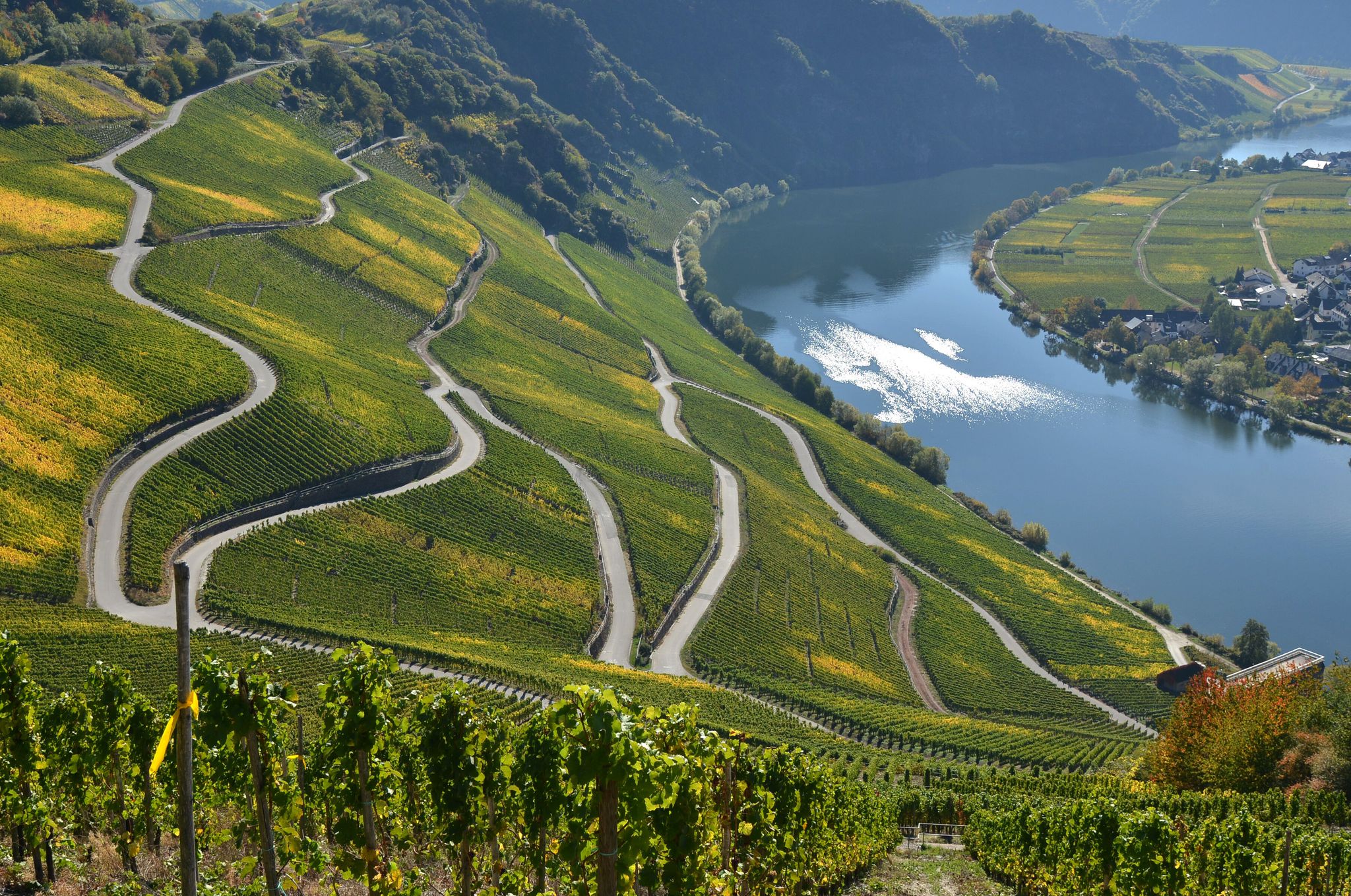 Der Kabi-Anteil ist an der Mosel besonders hoch. (Symbolbild)