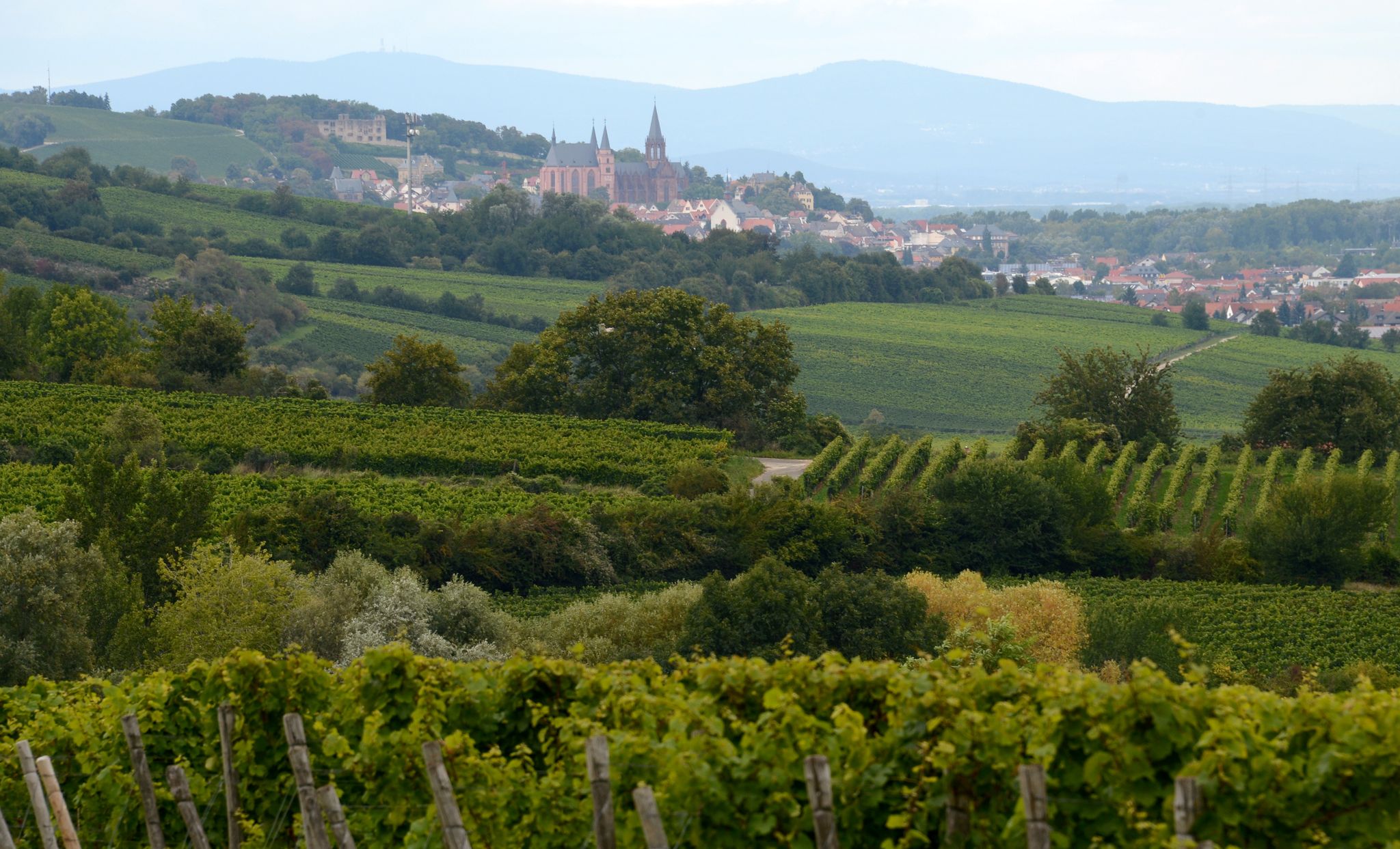 Typisch Rheinhessen. (Archivbild)
