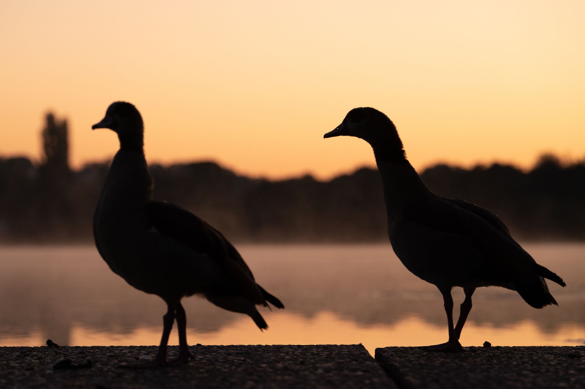 In Trier dürfen ausschließlich die zuständigen Jagdpächter auf Nilgänse schießen. (Archivbild).