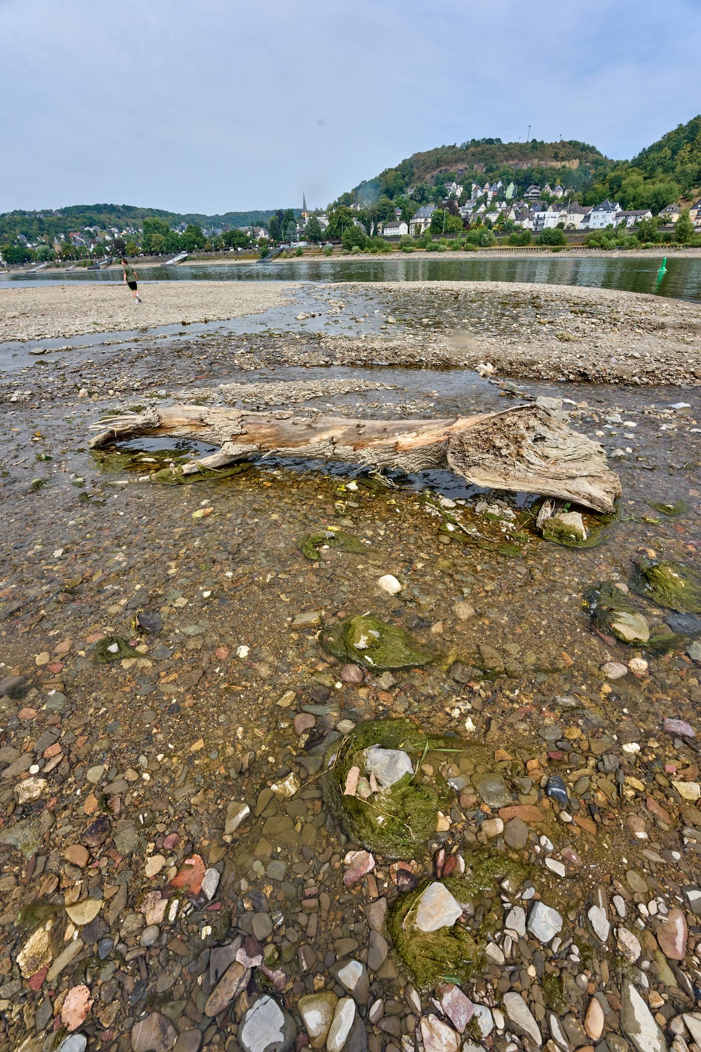 An vielen Stellen, auch an der Ahrmündung in den Rhein, wird der niedrige Wasserstand deutlich sichtbar.
