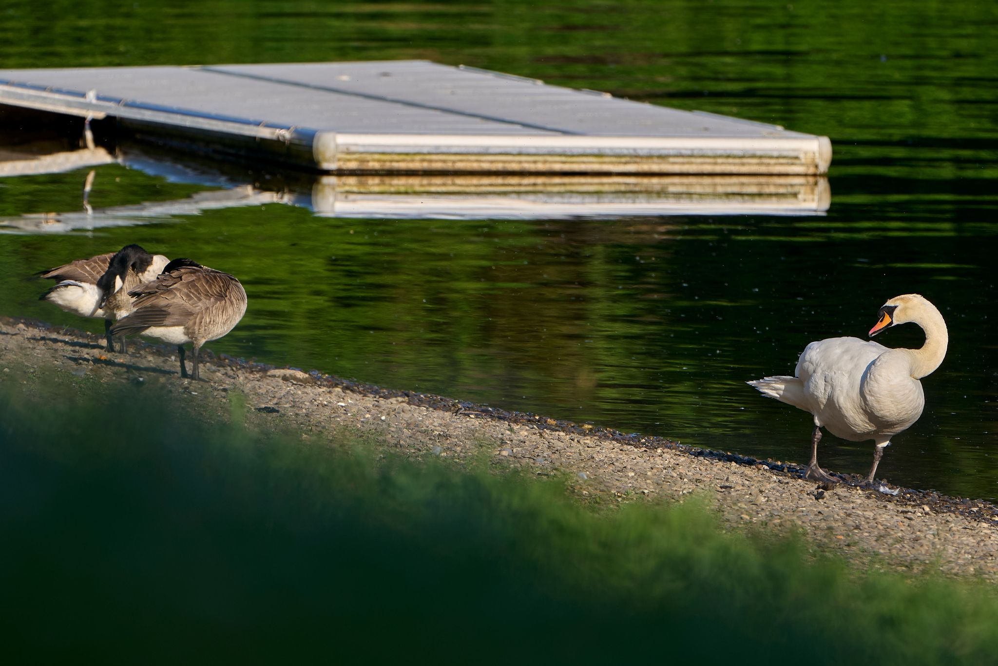 Naturschützer lehnen die Bejagung der Nilgans während der Schonzeit klar ab. (Archivbild)