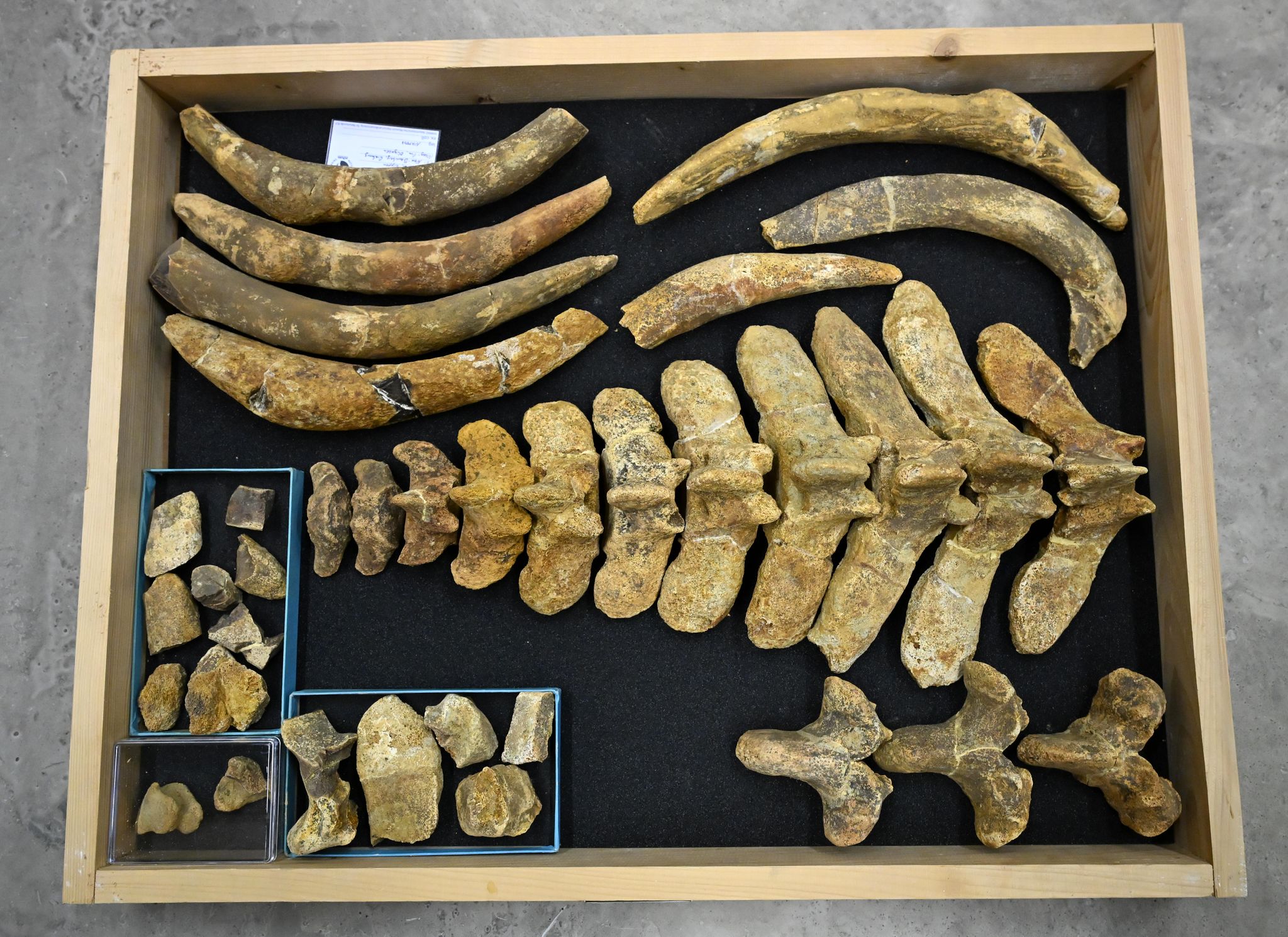 Einige Stücke, wie etwa diese Seekuh, sind Millionen Jahre alt.