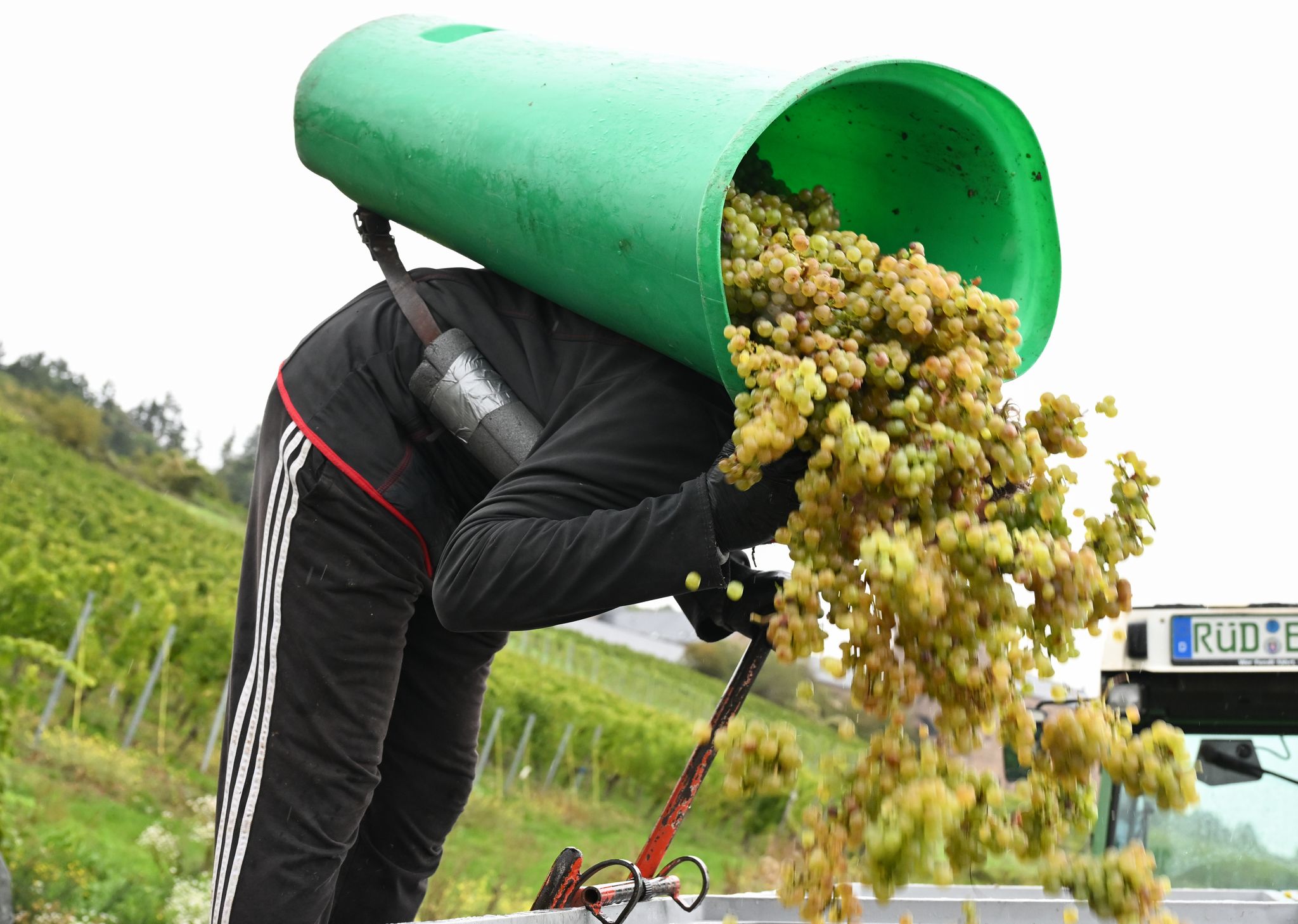 Winzer denken in Jahreszyklen der Natur - die baldige Weinlese ist eine wichtige Phase ihrer Arbeit. (Symbolbild)