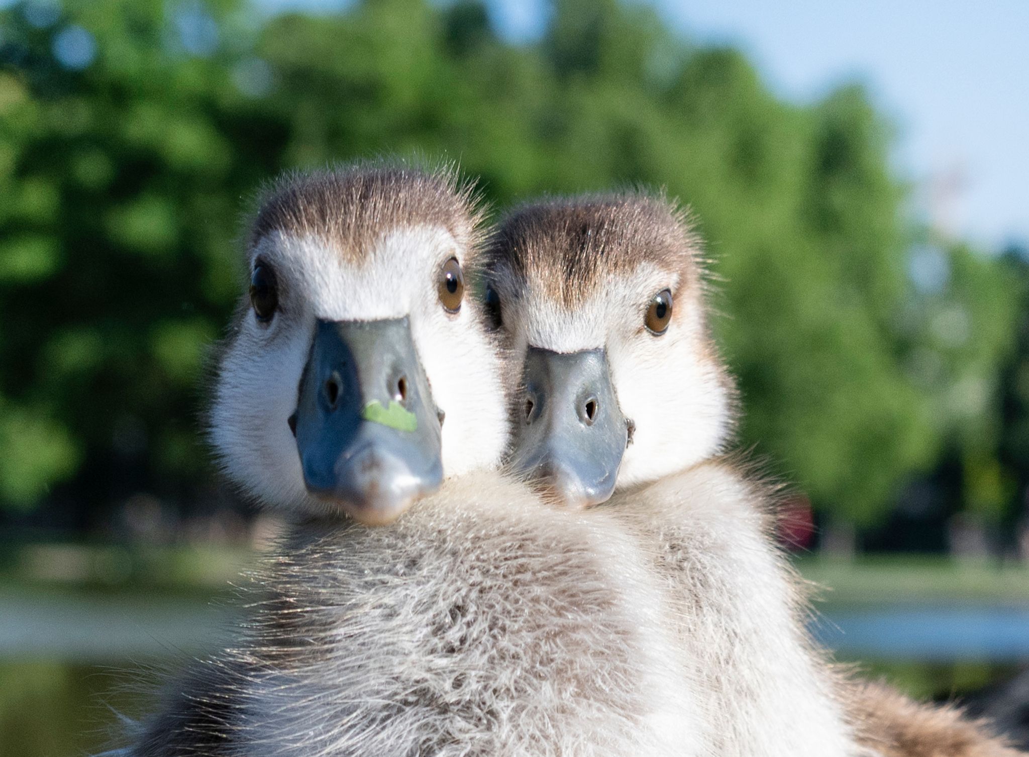 Besonders entlang von Rhein und Mosel, aber auch an Badeseen und Stadtgewässern ist die Nilgans häufig anzutreffen. (Archivbild)