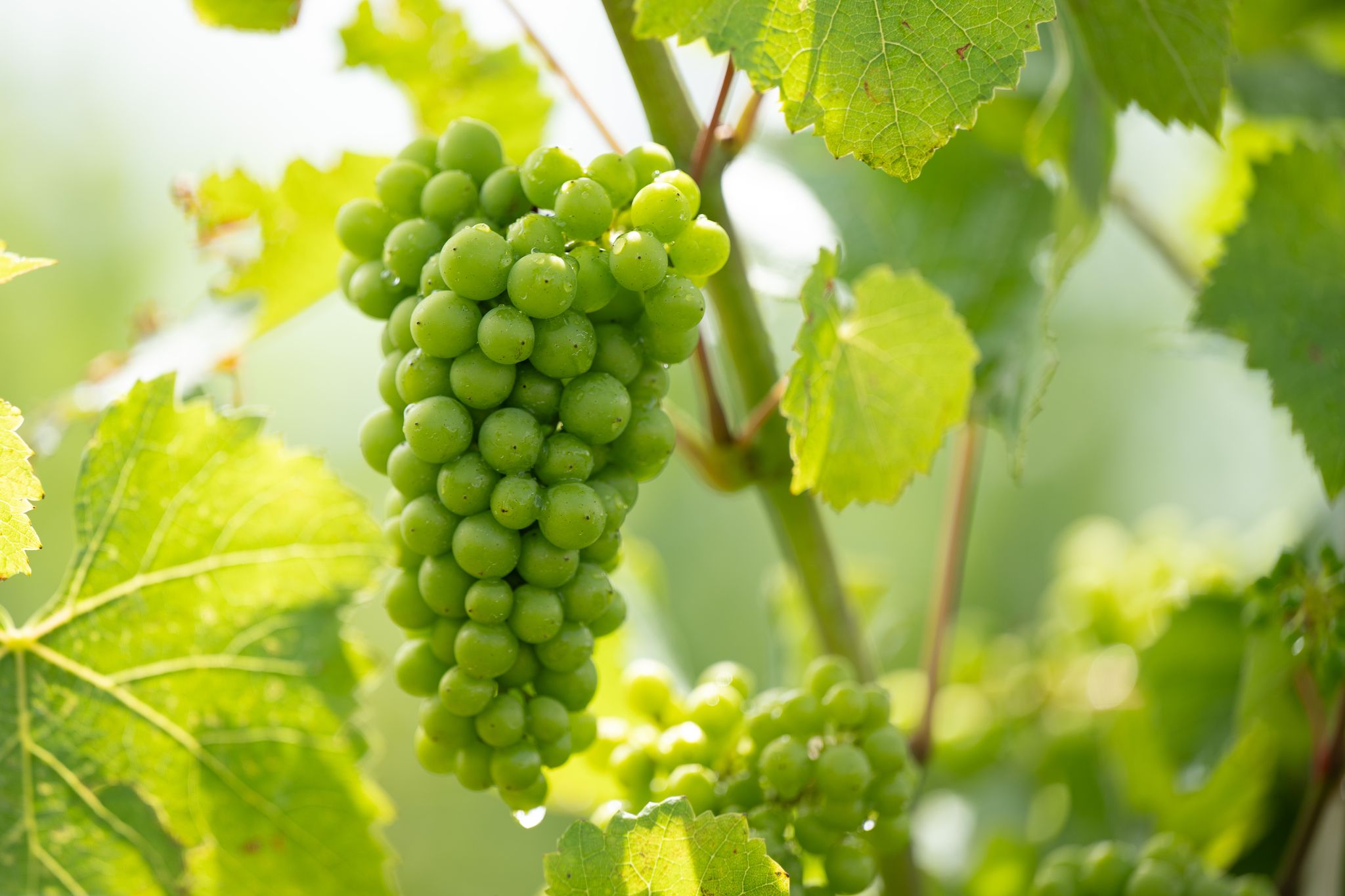 Der Präsident des Winzerverbandes ist überzeugt: Auch bei zunehmenden Trockenperioden werde es im Saarland in Zukunft Weine von herausragender Qualität geben. (Symbolbild)