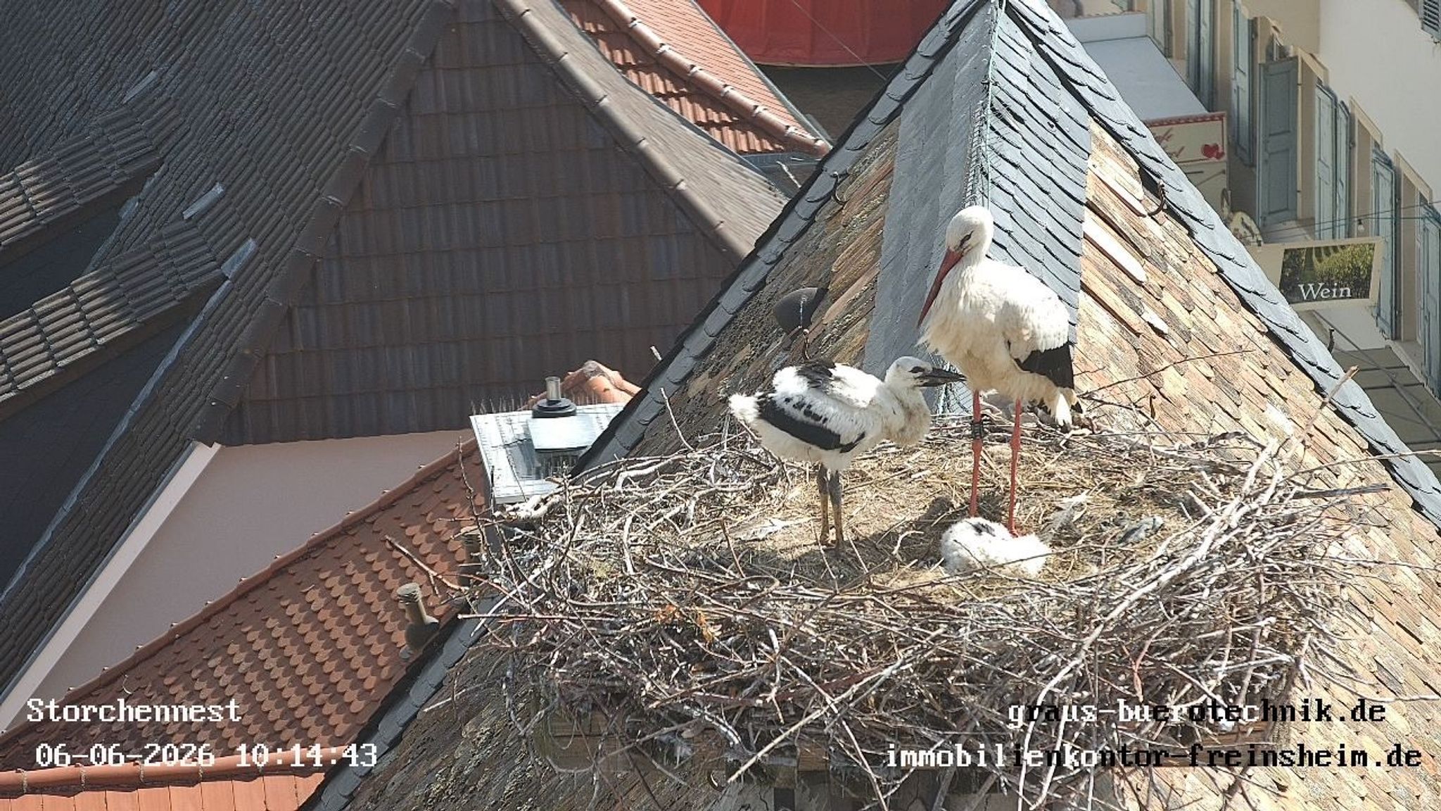 Ein Bild aus dem Sommer aus der Storchenkamera in Freinsheim: Damals war eines der Küken vermutlich gestorben, weil es Plastik gefressen hatte. (Archivbild)
