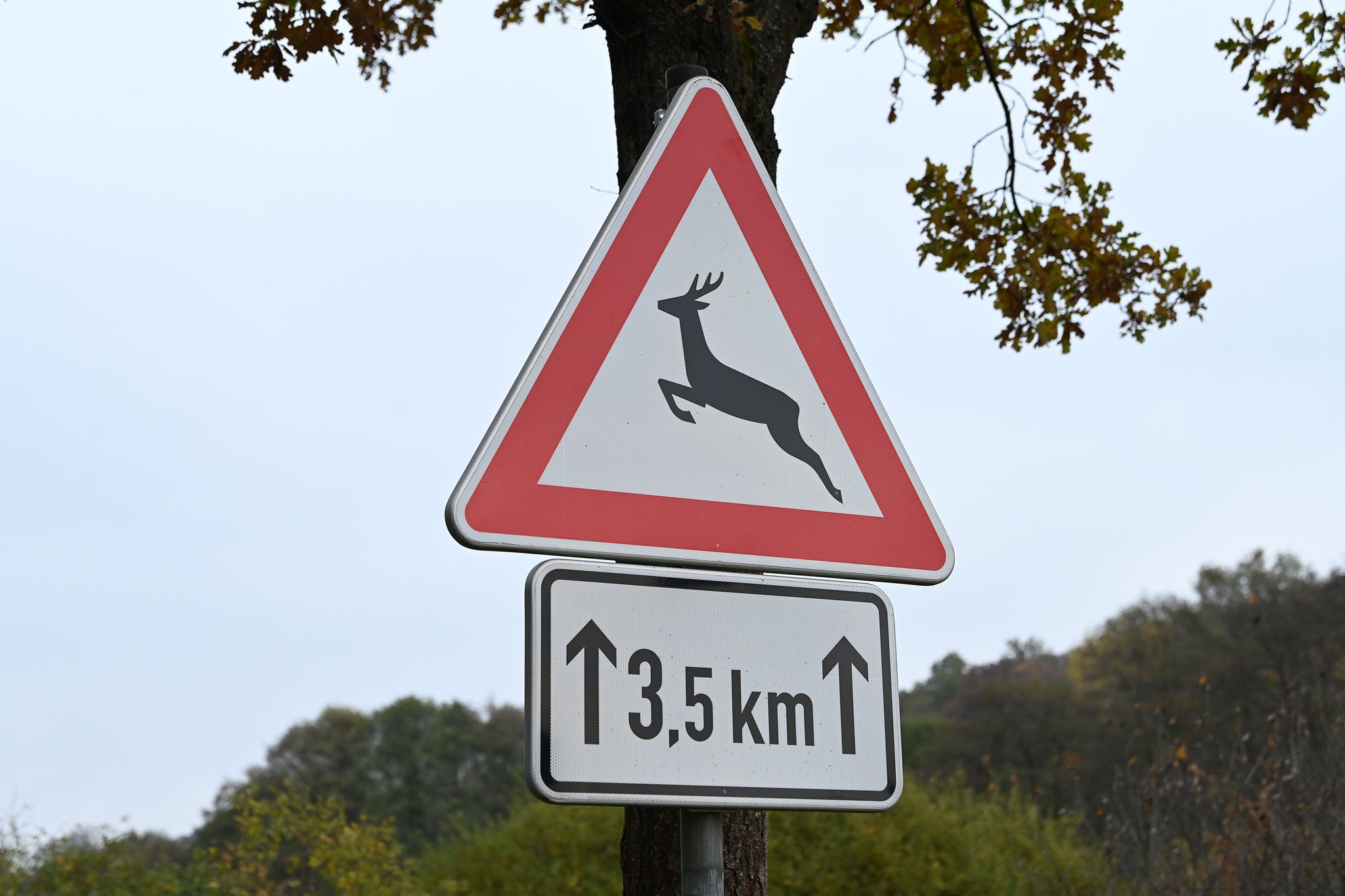 Autofahrer sollten bremsbereit sein, wenn sie dieses Verkehrszeichen sehen. (Symbolbild)