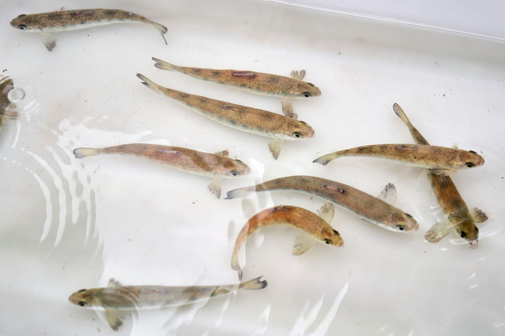 Die kleinen Fische werden in mehreren Flüssen von Rheinland-Pfalz ausgewildert. (Archivbild)
